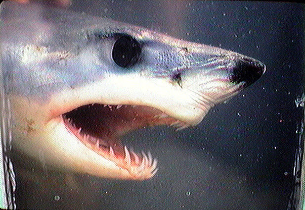 Short fin mako shark.